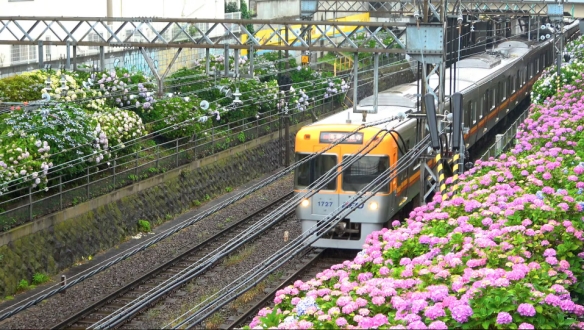 新日本風土記「東京 つゆのあとさき」