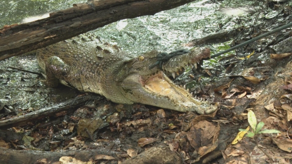 超密着！世界の“凄ワザ”キング～第九弾～　オーストラリア　ワニハンター