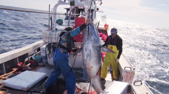 プロフェッショナル　仕事の流儀　津軽海峡、マグロに愛された男 マグロ漁師・菊池武一